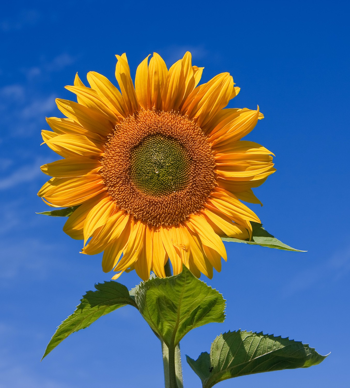 A sunflower in full bloom against a clear blue Kansas sky — the Kansas state flower representing the KSGenWeb genealogy portal